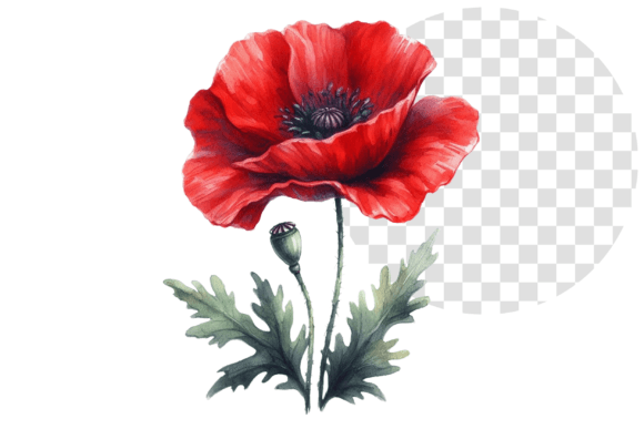 Download Poppify Watercolor Red Poppy Clipart - Clip Collection